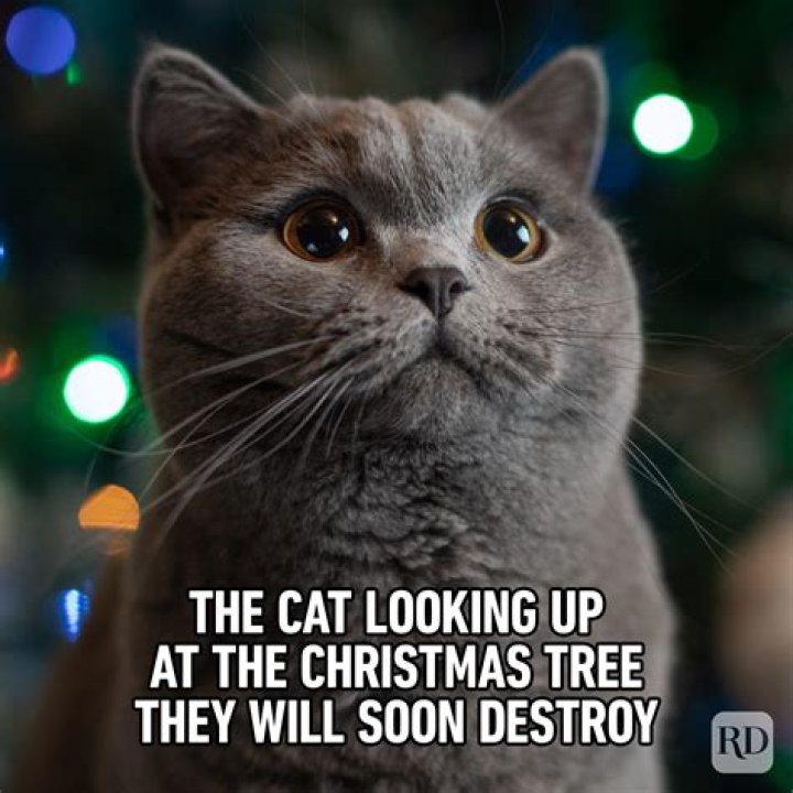 Christmas memes