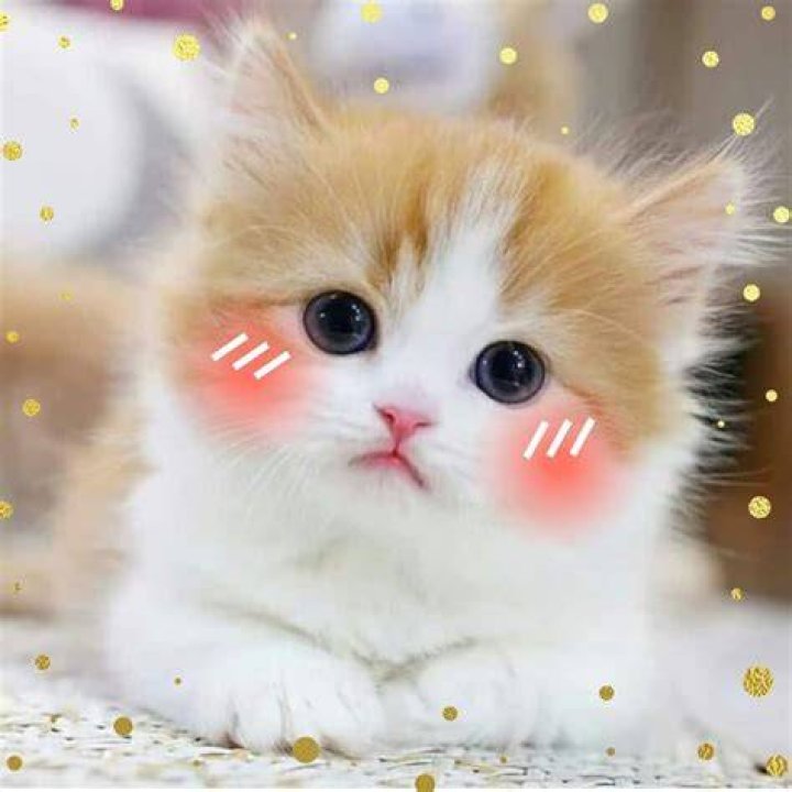 Cute meme image