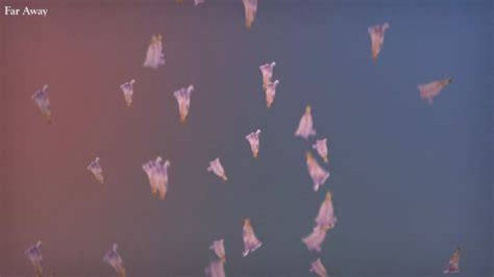 From Far Away LYRIC VIDEO (a song about long distance relationships)- Agatha Leigh - tamil songs for long distance relationship