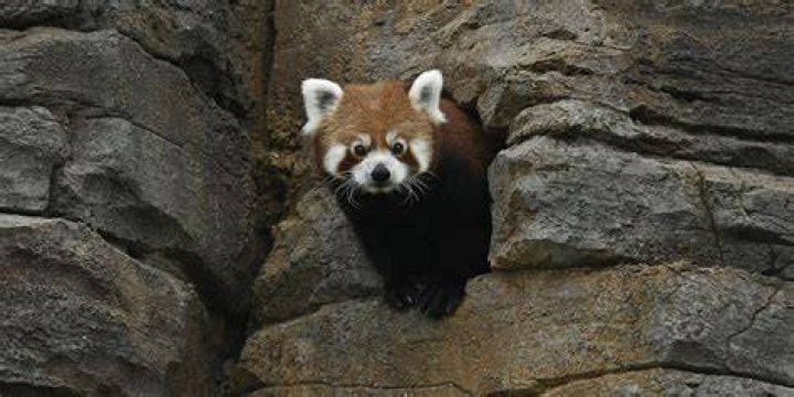 In Hallo Panda, she began her career as a Chinese tourist.