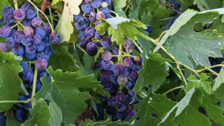 Mark Warner grape farming Mark Warner grape farming