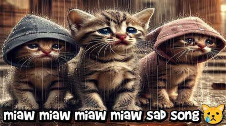 Sad Cat Song - latin sad songs