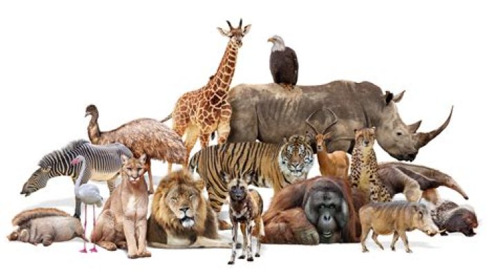 We are all animals